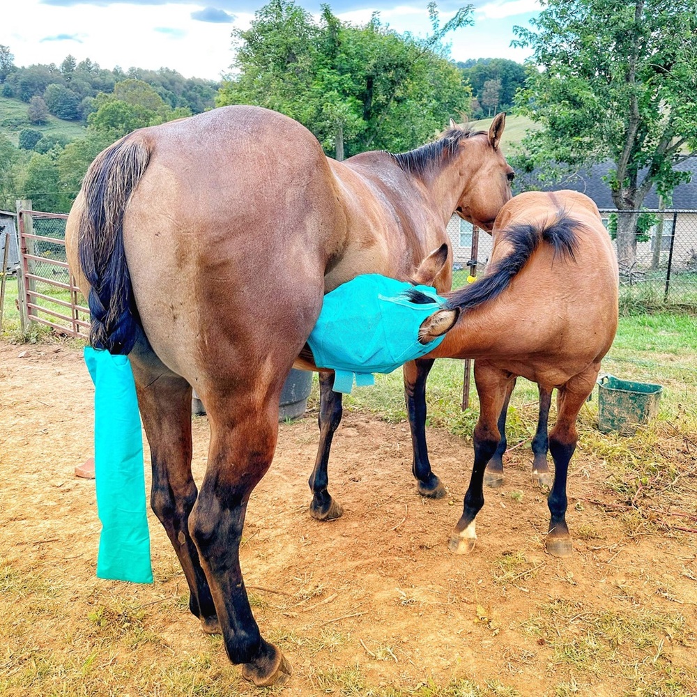 Horse tail bag